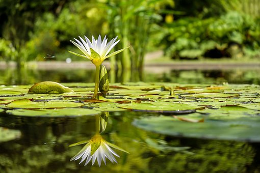 挿し木の謎を解明。たった1つの遺伝子が細胞を無傷で「幹細胞」に変化させていた