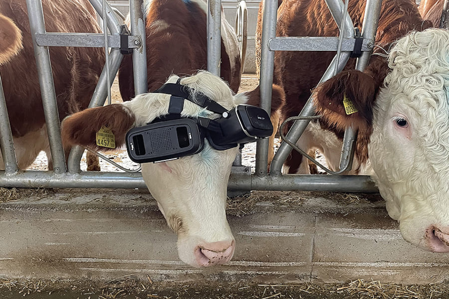 「ウシにVRを装着」して1頭あたりミルク5Lの増産に成功した実験