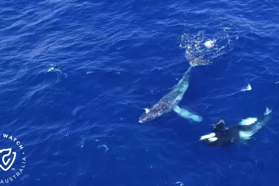 シャチがロープに絡んだクジラを助ける瞬間が目撃される