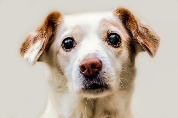 犬が見る世界には赤がない?! 人間と犬の見え方の違いとは