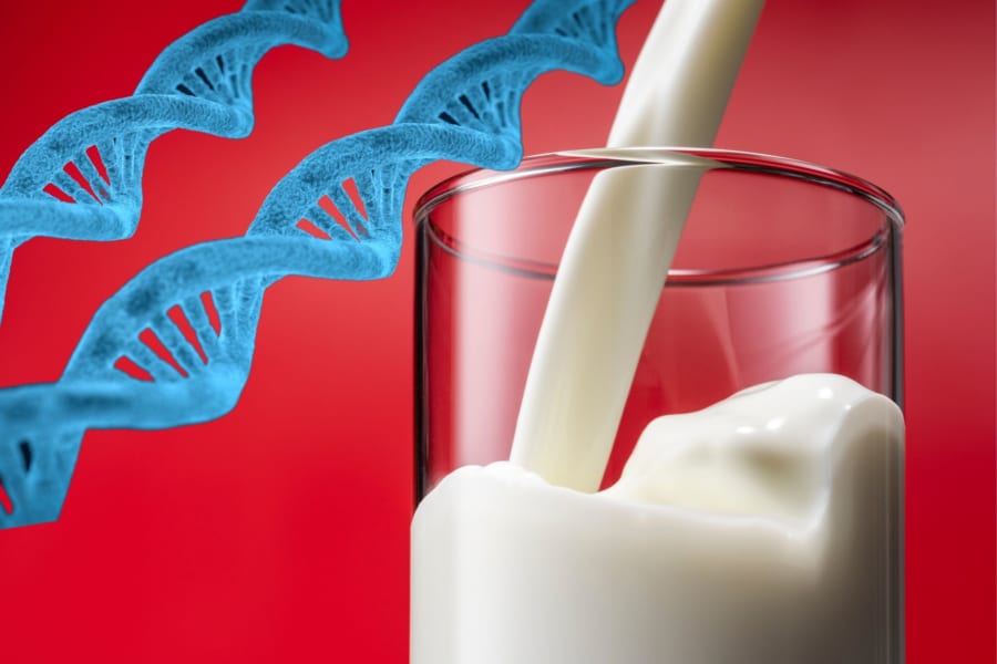 人間が牛乳でお腹を壊さなくなったのはわずか数千年で獲得された進化だった