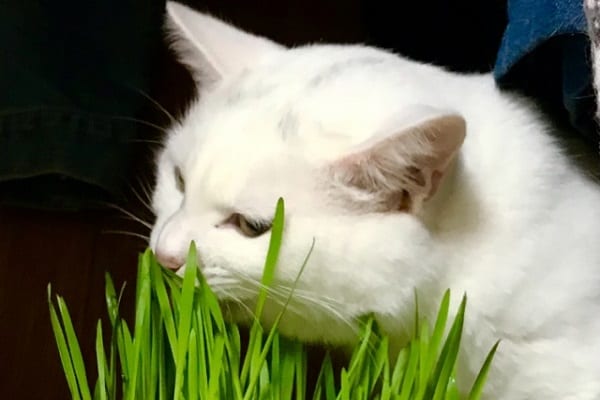 肉食のネコが好んで食べる「猫草」の役割とは?毛玉排出以外のメリットも明らかに