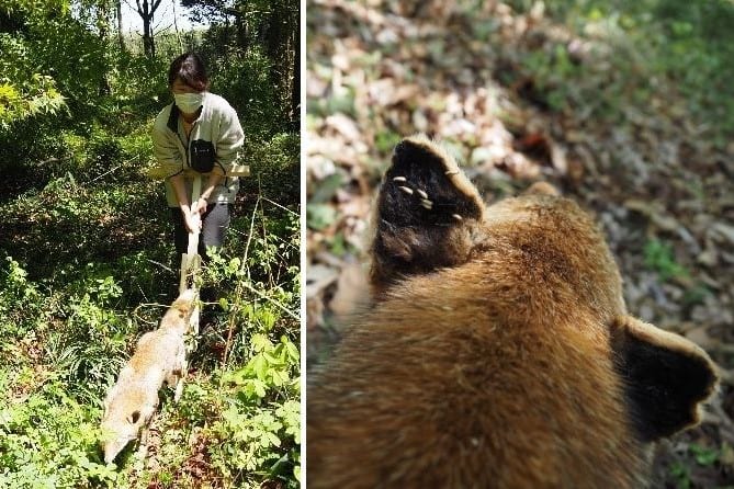 ひっつき虫は自然界では誰にひっついているのか?