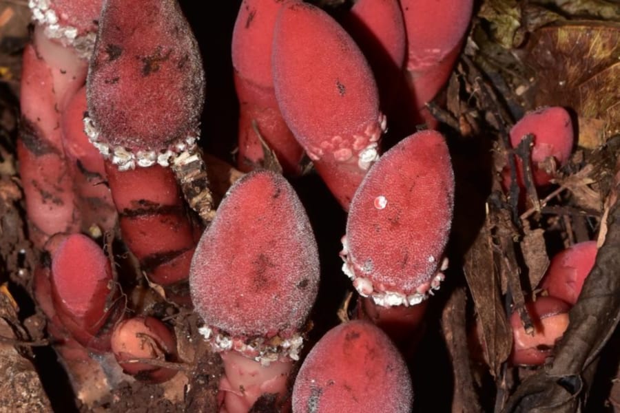 宿主の細胞を自分の肉体に変えてしまう驚きの寄生植物「バラノフォラ」