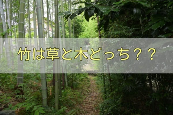 「竹は草？木？」実は難しい草木の境目を力学的視点で分類する新しい方法