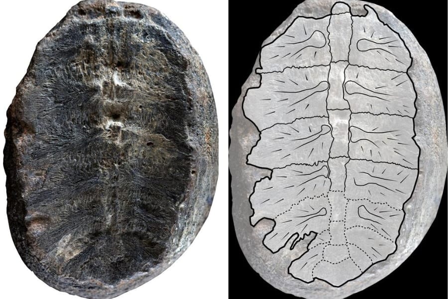 古代植物だと思っていた化石が実は「カメ」だったと発覚！研究者「ナエトルと名付けよう」