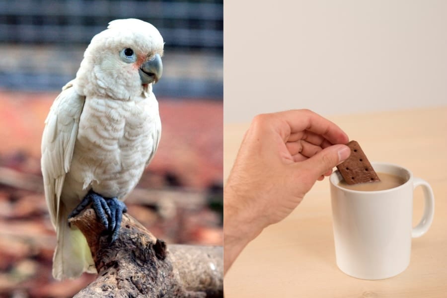 オウムも食を楽しんでいる！食べ物をドリンクに浸して味わいを変えていた