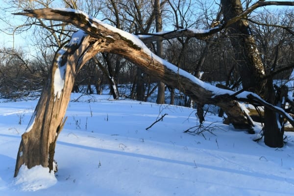 クリスマス時期は「男性器が折れる」事故が発生しやすい