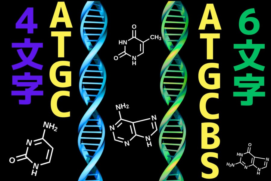 4文字のDNAを6文字に拡張してセントラルドグマを騙す研究