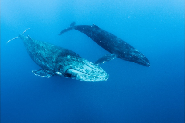 世界初！クジラとの20分間の会話に成功！研究者「この成果は地球外生命とのコンタクトにも役立つ」