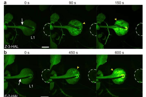 「隣の葉が虫にかじられた！」植物が会話する様子の可視化に成功！