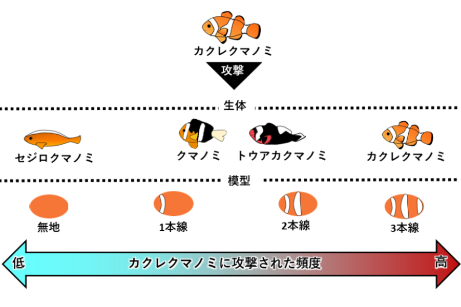 クマノミは縞模様の数で攻撃対象を決めていた！それってつまり…