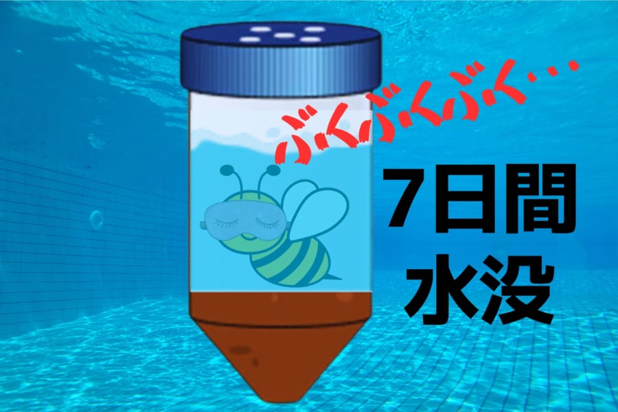 冬眠中のマルハナバチは水中で1週間生きられると判明！