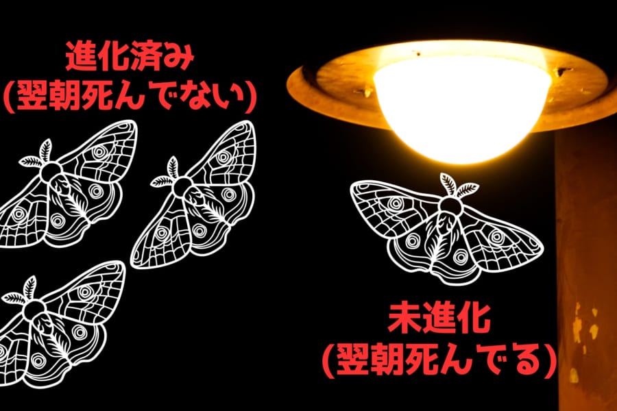 蛾は以前のように「光に引き寄せられないよう進化している」【ハーバード大学】