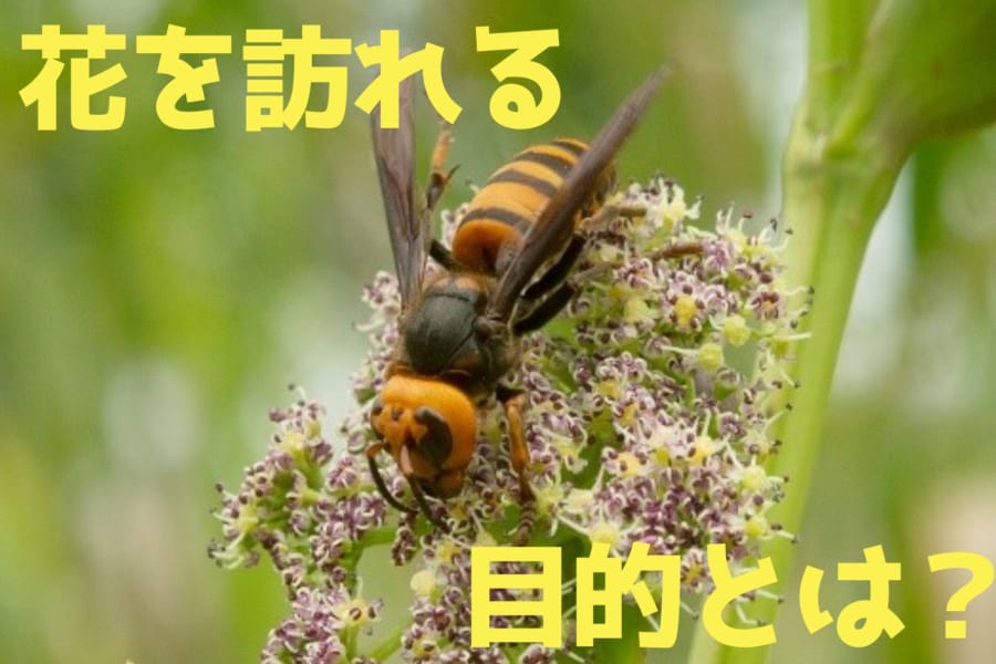 ハンターなのに花粉の運び屋？肉食スズメバチの意外な役割