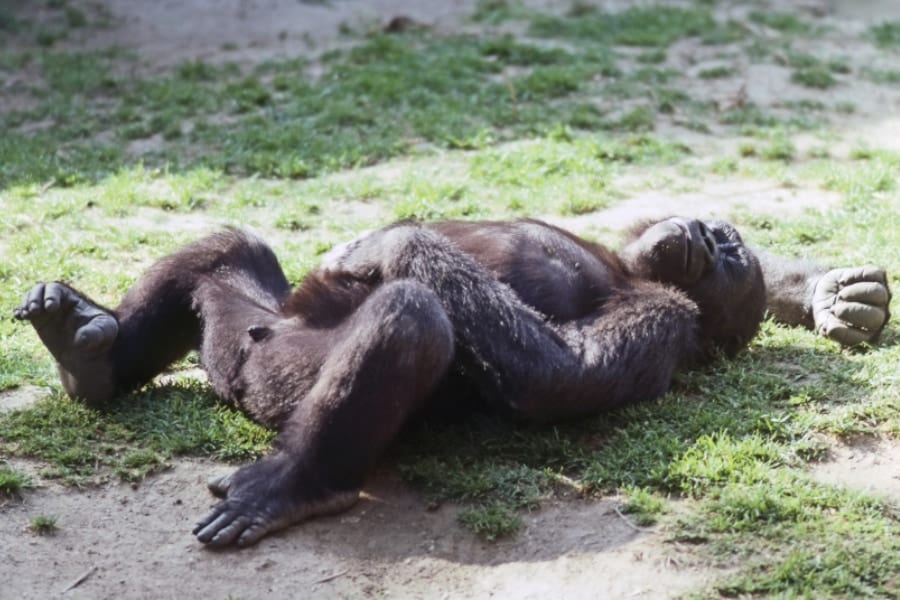 ゴリラの性器を類人猿最小にした遺伝子が「男性の不妊」にも関わっていた！