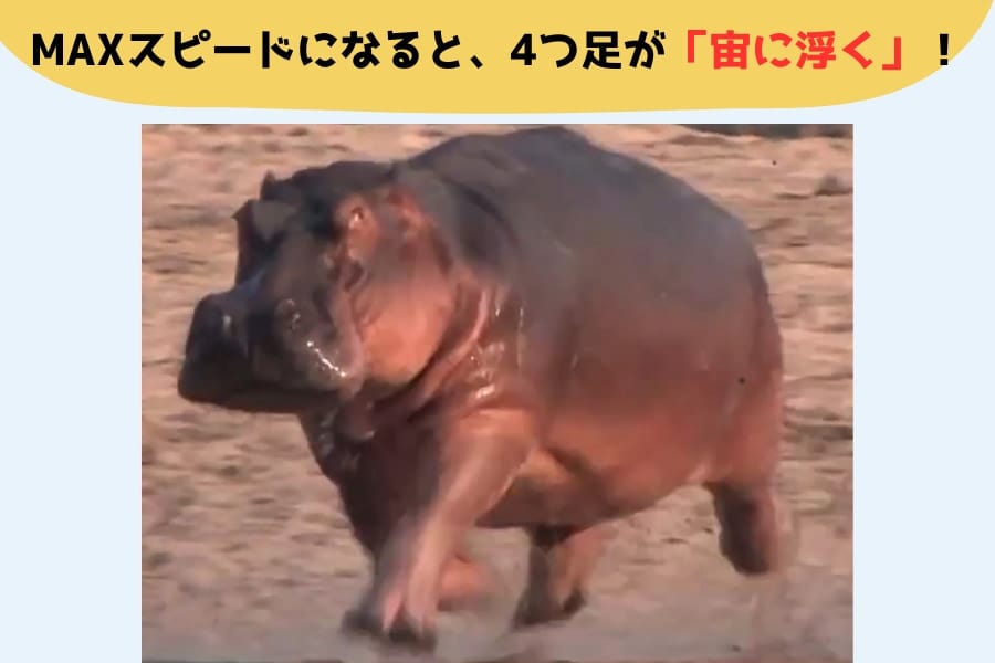 「体重2トン超のカバ」全速力が速すぎて走行中の15%が宙に浮いている