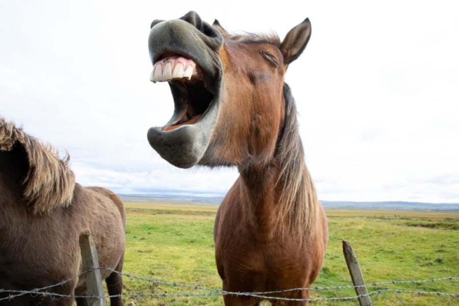 「面倒だから馬鹿っぽく振る舞ってた」馬の知能の驚くべき報告