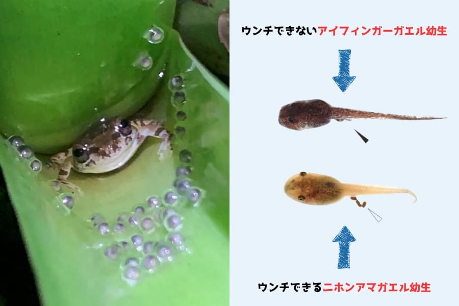 「大人になるまでウンチは我慢する」すごい衛生戦略を持つオタマジャクシを発見