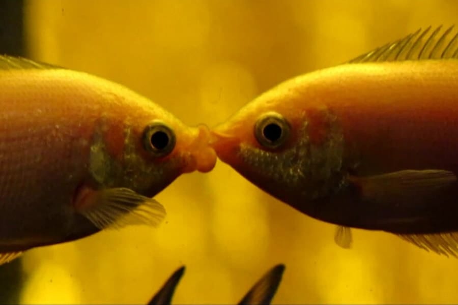 【微笑ましい魚同士のキス動画】と思いきや、実は死者も出る凄絶なシーンだった