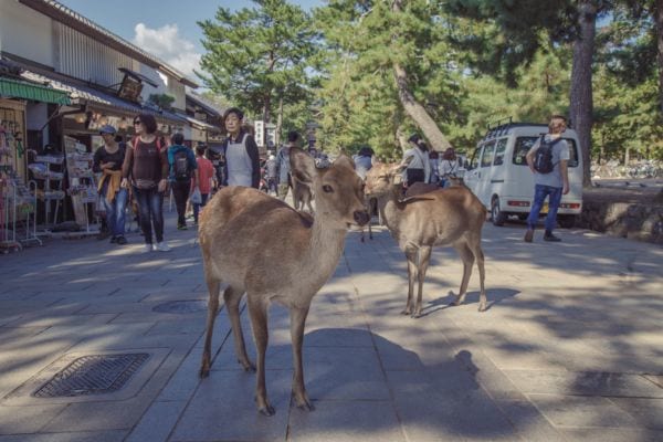 奈良公園の「お鹿様」はもはや他地域の鹿とDNAから違っていた