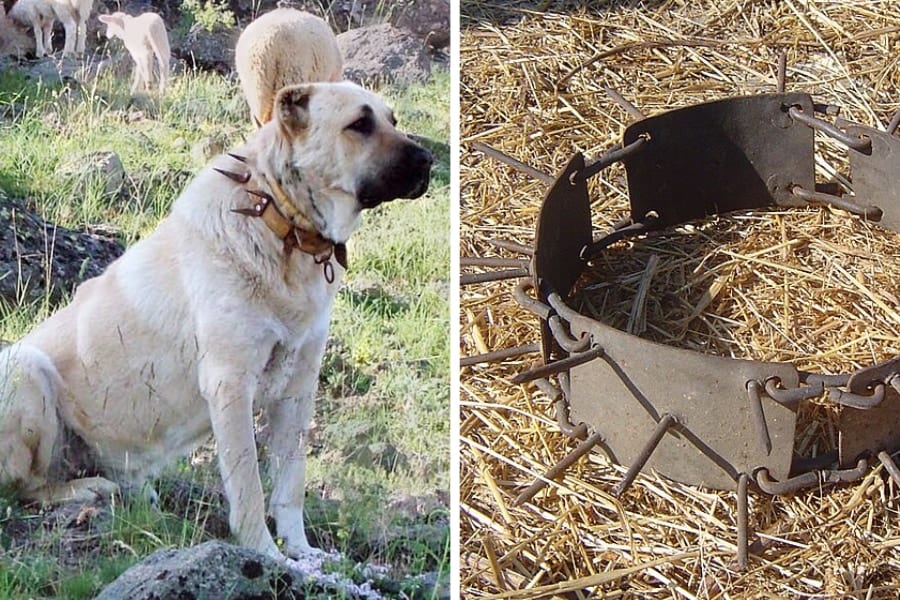 犬のトゲトゲ首輪にはちゃんと意味がある！戦う犬たちを守った驚きの歴史