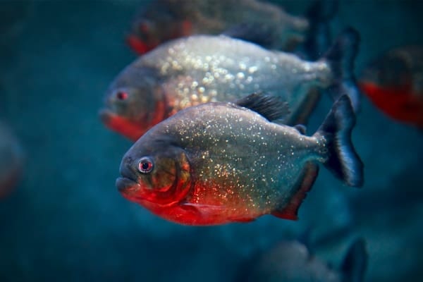 【真実か誇張か】ピラニアが人間を食い尽くすことはあるのか