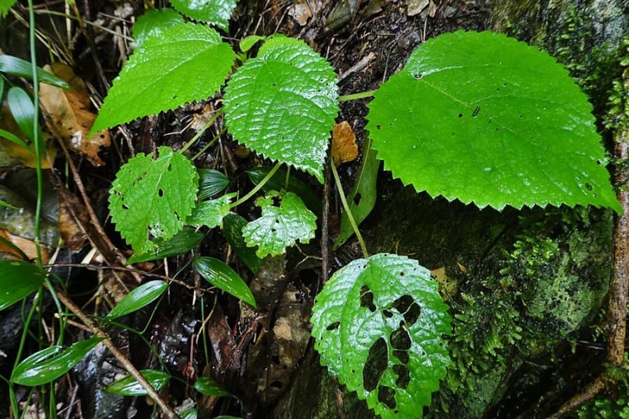 【死を選ぶほどの痛み!?】触れると激痛が続く植物「ギンピ・ギンピ」とは