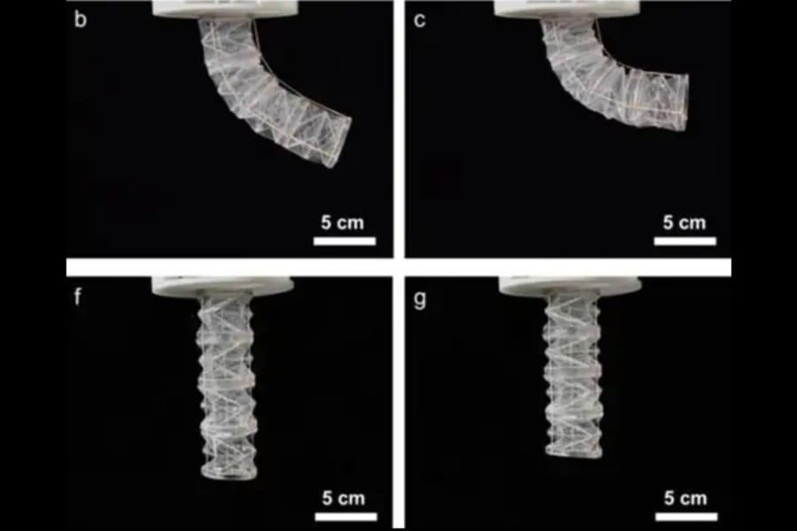 感じる豚ゼラチンでできた生分解性ロボットを開発