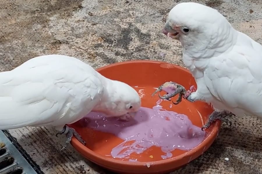 【霊長類以外で初】オウムも餌をディップして「味付け」すると判明！