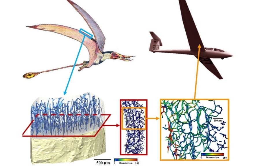 「翼竜の骨」に秘められた特殊構造が明らかに！軽くて丈夫な航空機開発に役立つ！