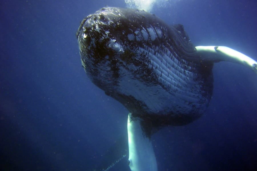 【衝撃映像】男性がカヤックごと「クジラ」に飲み込まれる瞬間を撮影