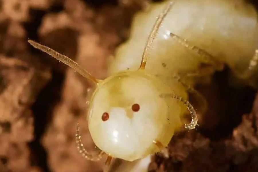 妙に可愛い……シロアリを騙すために「お尻に顔」を持つ幼虫