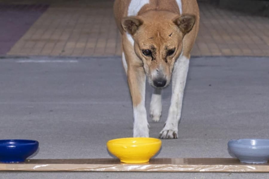 犬にも強く惹かれる「好きな色」があると判明