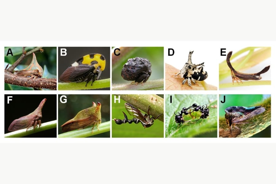 面白すぎるツノゼミの世界！多彩な「ツノ」の秘密を大調査