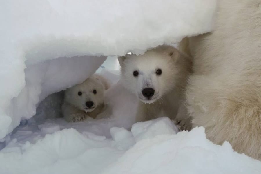 ホッキョクグマの赤ちゃんが初めて巣穴から出た！成長と巣立ちの貴重な記録を公開