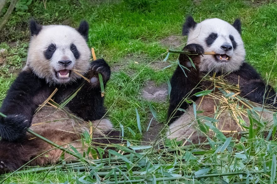 「パンダが」竹好きなのではない。「竹が」パンダを竹好きにさせているのである