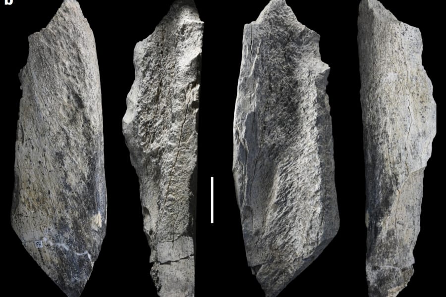 【衝撃】150万年前に骨の道具文化が芽吹いていた