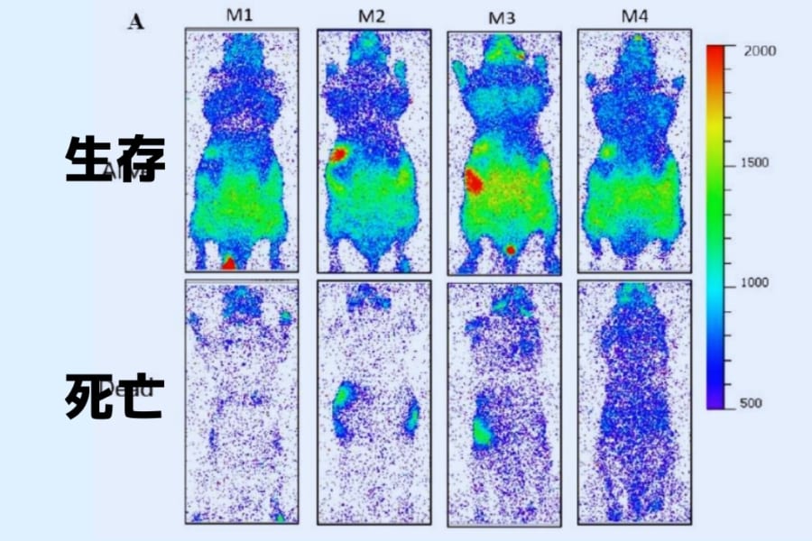 あらゆる生命は生きているうちは光を発しているが、死ぬと消えてしまう