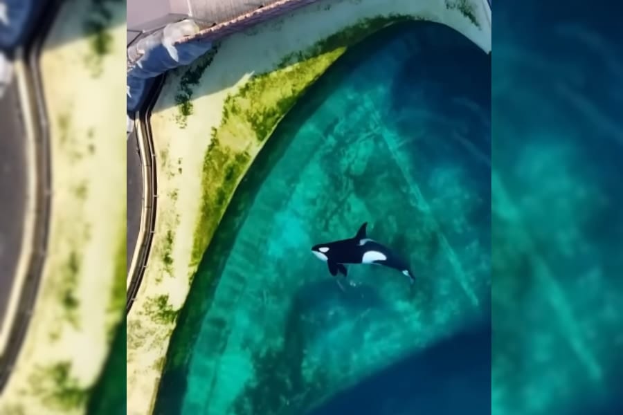 閉鎖されたプールに取り残された「シャチの親子」の映像が話題に