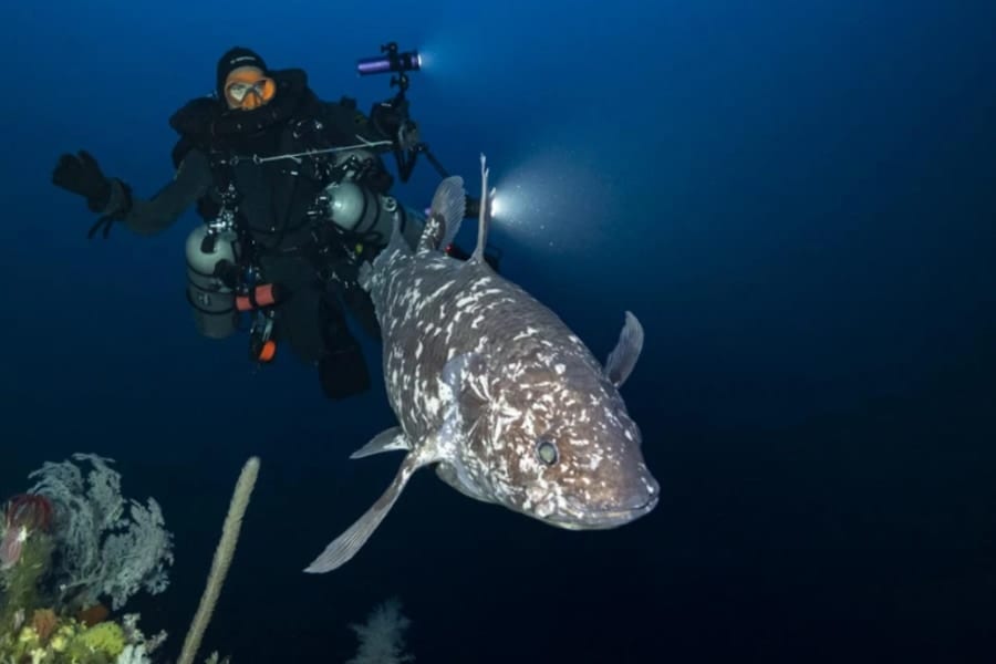 ”生きた”シーラカンスの撮影に成功！インドネシアの水深144mで優雅に泳いでいた