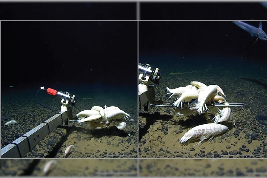 幻の生物とされる巨大甲殻類「ダイダラボッチ」、実は世界中の深海にいた⁈