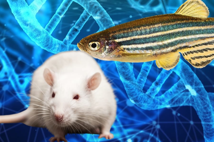 【4億年の壁を破る】ネズミの精子に魚卵の門を通過する能力があった