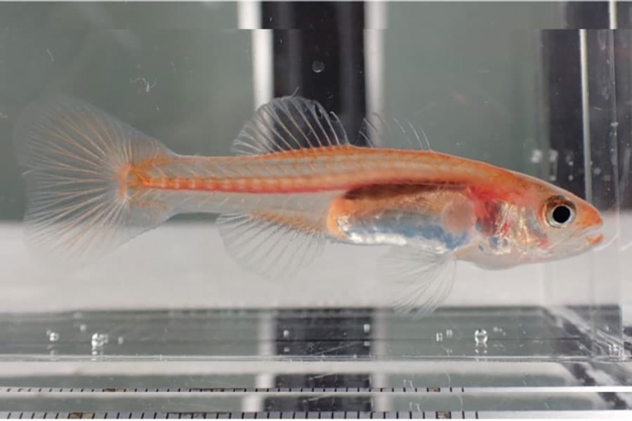 地中に棲む「美しい希少魚」を発見！オスが口の中で子育て？