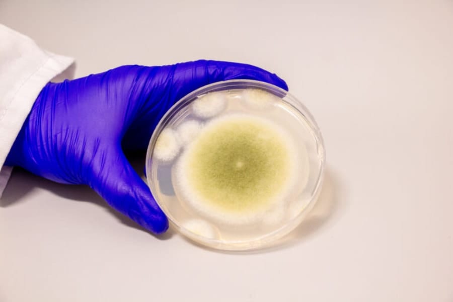 古代の墓から蘇った「死のカビ」を「抗がん薬」に変えることに成功！