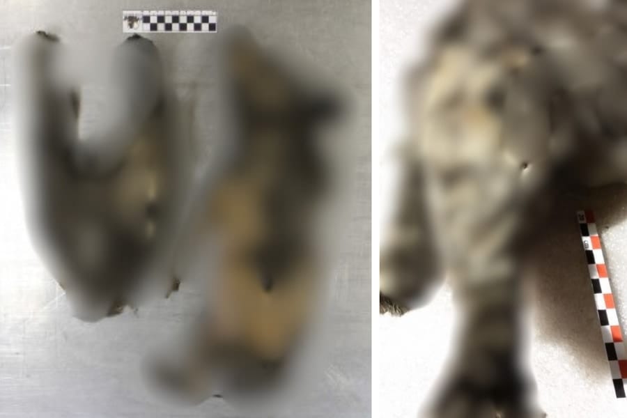 【閲覧注意】永久凍土のミイラは「最古の飼い犬」ではなく「1万4000年前の絶滅オオカミ」だった