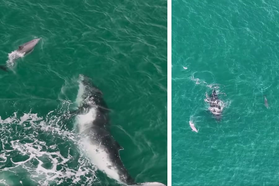迷子クジラをイルカたちが沖へ誘導していた！異種間の助け合いか!?