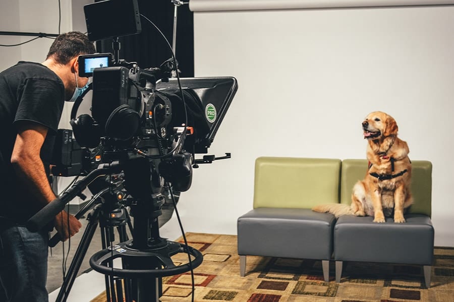 ”ある犬の動画”を5分見るだけでストレスが軽減する
