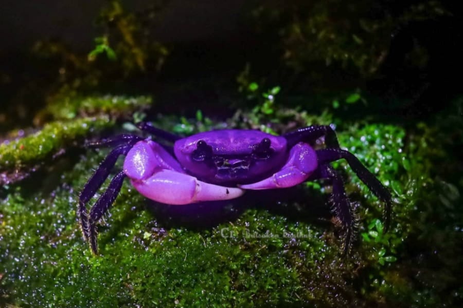 激レアすぎる「紫色のカニ」をタイで発見