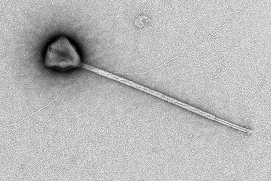 長すぎる「しっぽ」を持つ謎ウイルスを発見